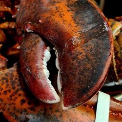 Il Pescatore, Southend on Sea opening hours