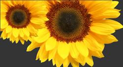 Makerfield Florist in Ashton-in-Makerfield (Wigan) - Opening Hours