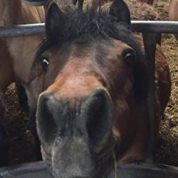Moy Riding School Ltd, Dungannon opening hours