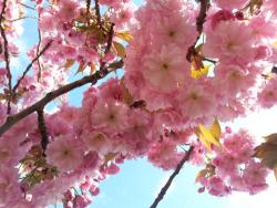 Liz Jeannet Acupuncture at White Crane Clinic in London (Primrose Hill) - Opening Hours