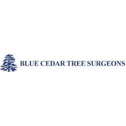 Blue Cedar Tree Surgeons, Runcton opening hours