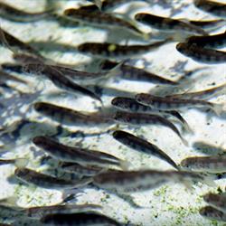 Belleau Bridge Trout Farm, opening hours