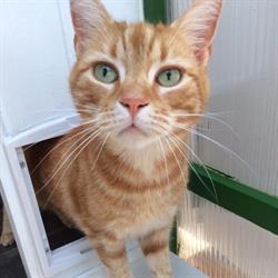 Great Holland Luxury Boarding Cattery Pantiles, opening hours