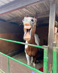 East View Riding Centre & Fruit Farm, Danehill opening hours