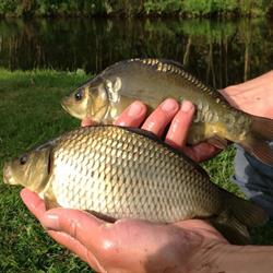 Lloyds Meadow Fisheries, Chester opening hours