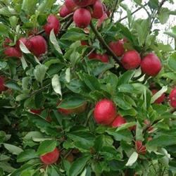 Paddock Farm Shop, Mulbarton opening hours
