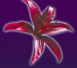 Plews Garden Design in Biggin Hill (Westerham) - Opening Hours