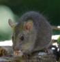 Proactive Pest Prevention, Dorchester opening hours