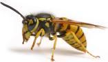 Wasp Control / Wasp Nest Dorset, Dorchester opening hours