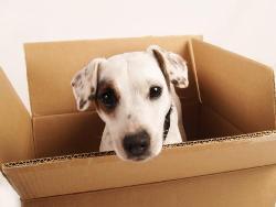Dominic & Son Removals and Storage in Thorne (Grange Park Industrial Estate) - Opening Hours