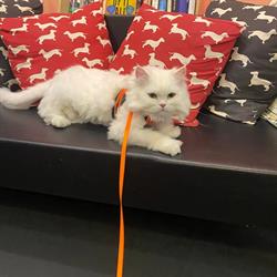 Joannes Dog & Cat Grooming Salon, Edinburgh opening hours