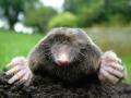 Mole Catcher / Mole Control Dorset, Dorchester opening hours