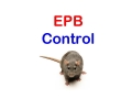 Essex Pest Control And Bird Control, Dagenham opening hours
