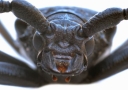 London Pest Control Team, opening hours