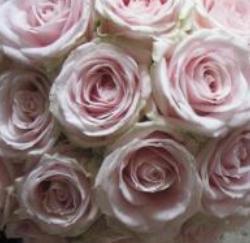 The Gorgeous Flower Company, Guildford opening hours