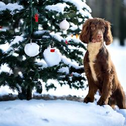 K9 Cuts Dog Grooming, Houghton Le Spring opening hours