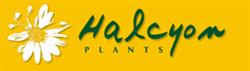 Halcyon Plants, Penrhiwllan opening hours