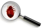 Uk Bed Bug Resource Authority in Woolaston (Lydney) - Opening Hours