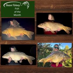 Beaver Fishery, Newchapel opening hours