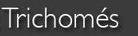 Trichomes Hair Loss Clinic in Solihull (Shirley) - Opening Hours