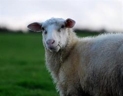 Middle Campscott Farm, Ilfracombe opening hours
