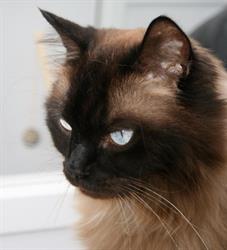 Secret Garden Cattery, Larkhill opening hours