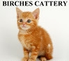 Birches Cattery, Irchester opening hours