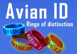 Avian Id, Pool opening hours