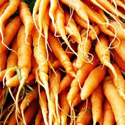 City & Country Farmers' Markets, London opening hours