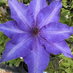Brackendale Nurseries, Three Legged Cross opening hours