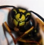 Wasp Nest Removal Bromley in Croydon (Greater London) - Opening Hours