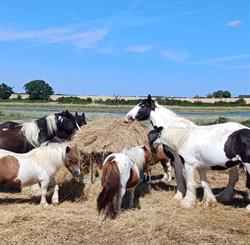 Greenland Grove Animal Sanctuary CIC, St Osyth opening hours