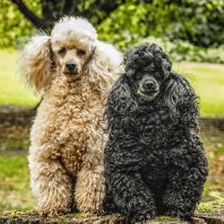 K9s and Posh Paws, Wakefield opening hours