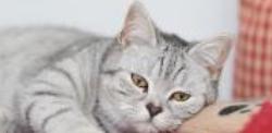 Ballydugan Cattery, Craigavon opening hours