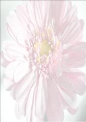 Floristic Flowers, Clayton-le-Woods opening hours