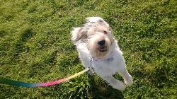 Wag Times Dog Walker, Behaviourist & Trainer, Hayling Island opening hours
