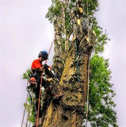 Traditional Tree Care, Southport opening hours