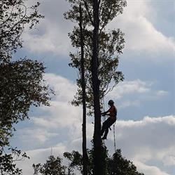 Protree Professional Arborists, Southport opening hours