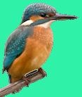 tonbridge river trips, Tonbridge opening hours