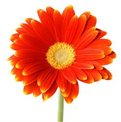 Golden Joy Counselling, Horley opening hours