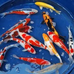 koi carp, Newport opening hours