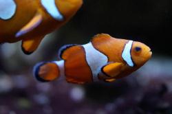 Aquacadabra Aquarium & Pond Supplies, Crossways Business Park opening hours