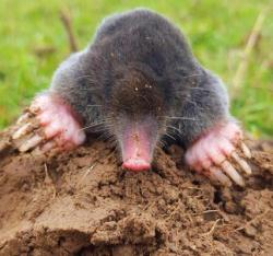 G Matthews, Mole/Rodent /Wasp Control+Drain survey.(Near me), Welford opening hours