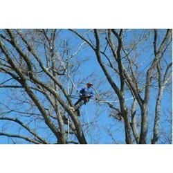 Parkin & Parker Tree Specialists, Loughton opening hours