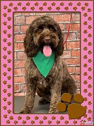 Tatty Mutts Dog Groomers, Denbigh opening hours