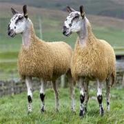 Ewe & Ply, Shrewsbury opening hours