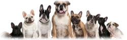 lyde luxury boarding kennels & cattery in Old Basing (Basingstoke) - Opening Hours