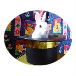 Professor Humo Children's Entertainer, Ellesmere opening hours