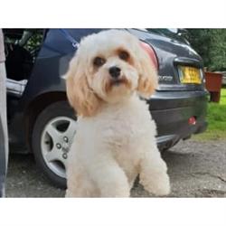 Fern Lodge Boarding Kennels & Cattery, Pensilva opening hours