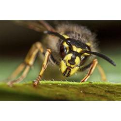 First Pest Control, Daventry opening hours